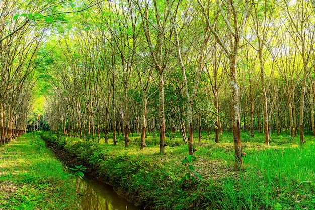 Forêt d'hévéa